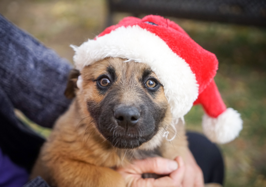 Dog Christmas Market Sirius - Berlin