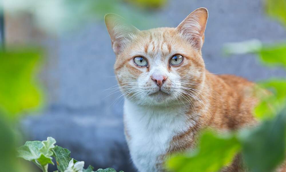 the-most-popular-cat-names-in-germany-in-2019