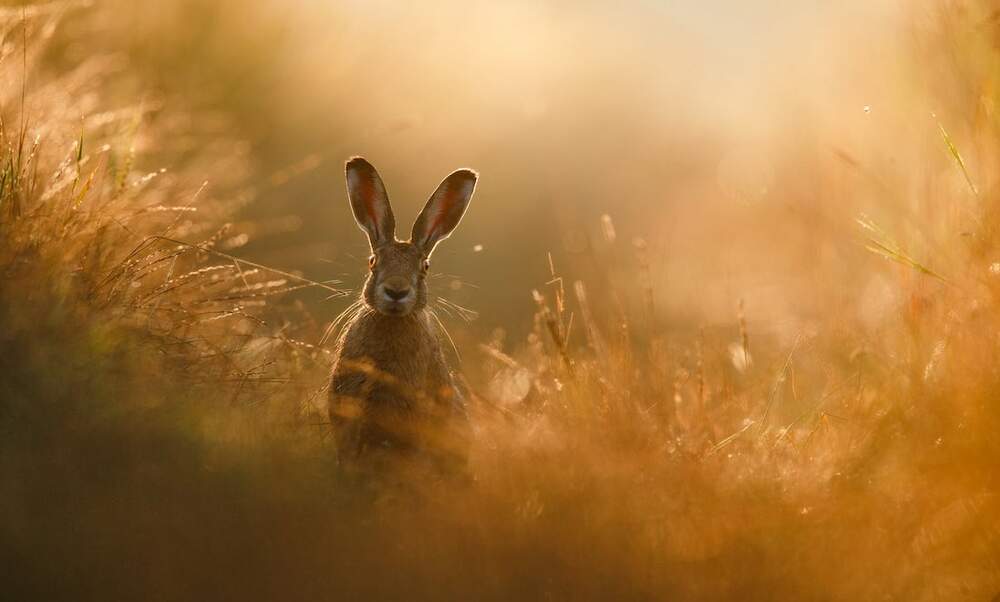 In pictures: The GDT Nature Photographer of the Year 2020