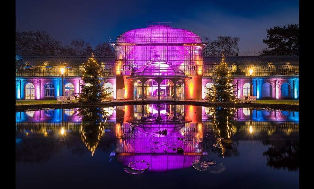 Winter Lights At The Palm Garden