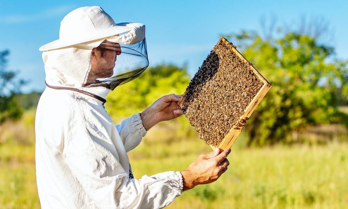 Beesharing Start Up Brings Bees And German Farmers Together