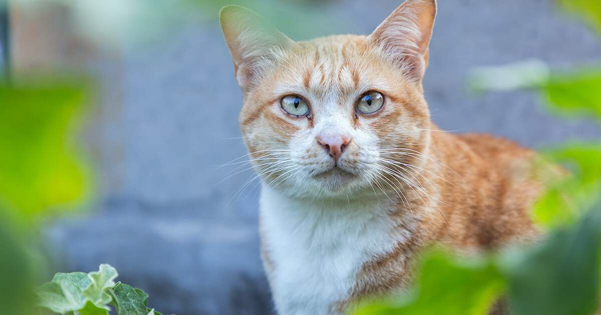 the-most-popular-cat-names-in-germany-in-2019