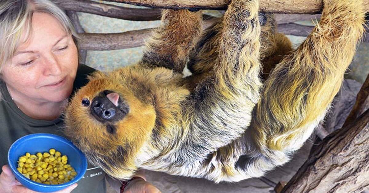 Recordbreaking German sloth Paula is the oldest in the world