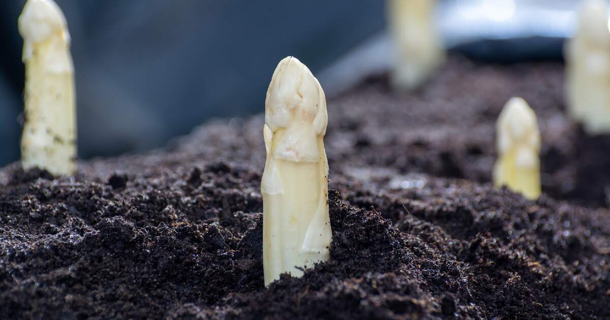 German farmers say asparagus harvest is "in grave danger"