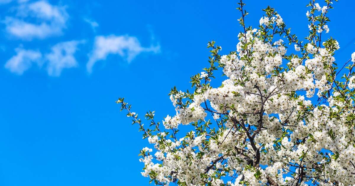 7 European hotspots for cherry blossom this spring