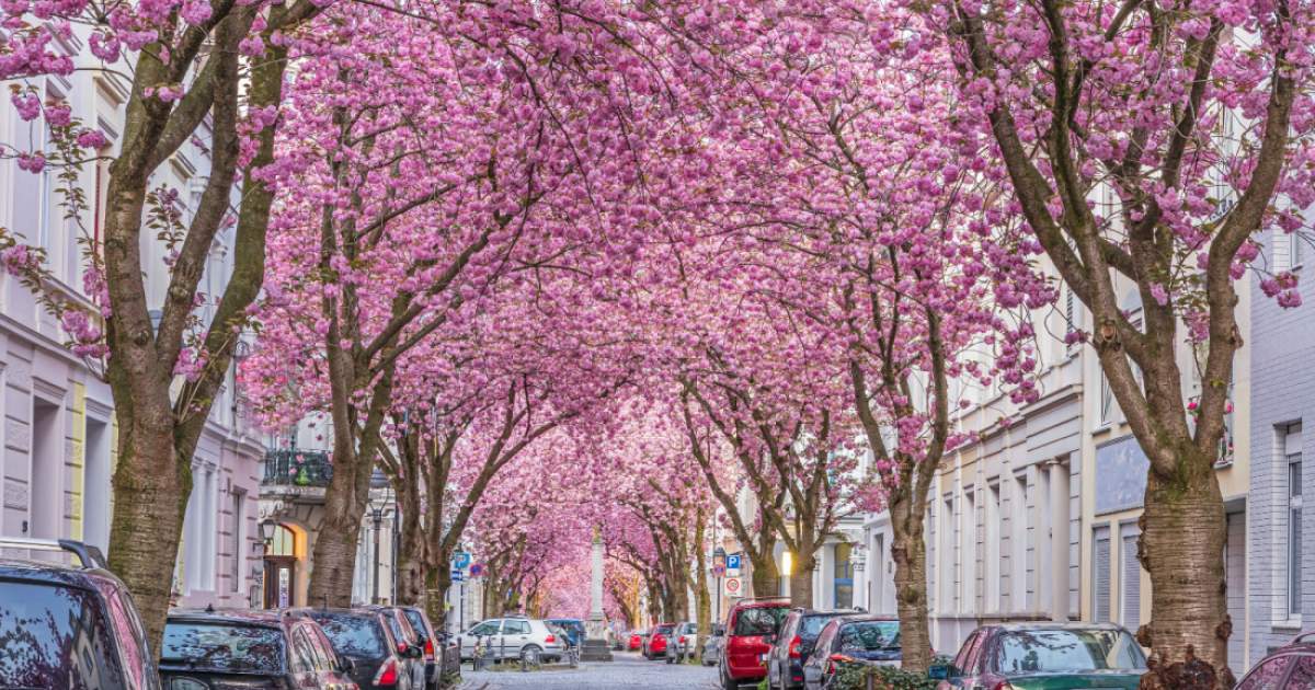 Where to Enjoy the Best of Bonn Cherry Blossom