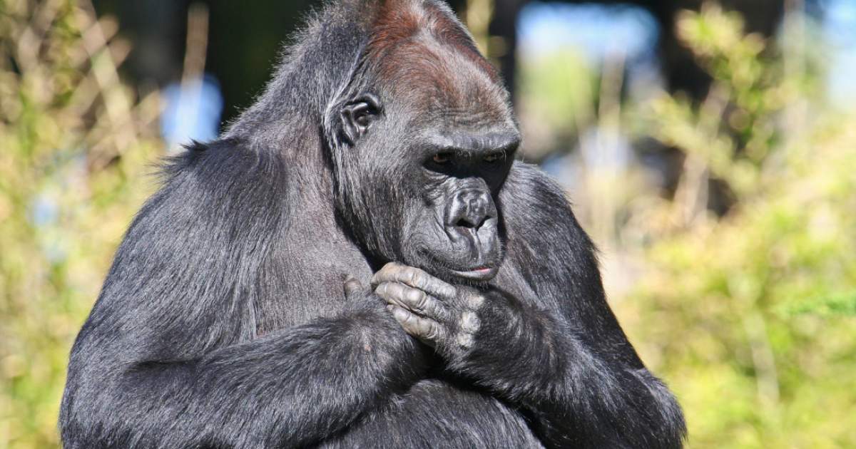 World’s oldest gorilla celebrates birthday at Berlin Zoo