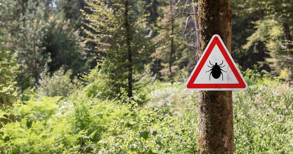 With spring comes the tick season: What you need to know in Germany