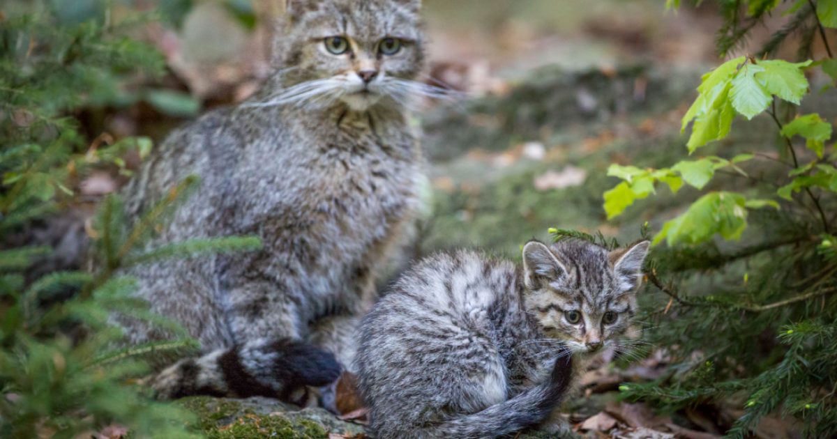 Wildcats return to Brandenburg after 200 years